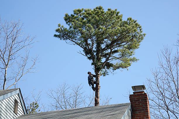 Best Tree Mulching  in Glenville, CT